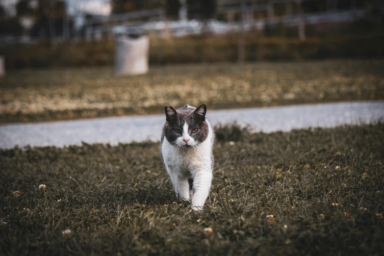 a cat walks on the grass with a house in the background