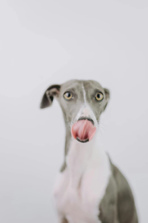 a black and white dog sticking his tongue out with its front paws