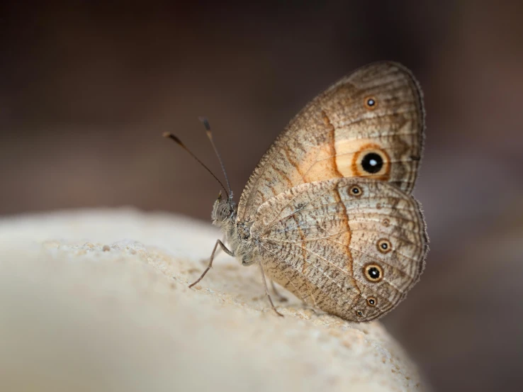 a small erfly sitting on top of a white surface