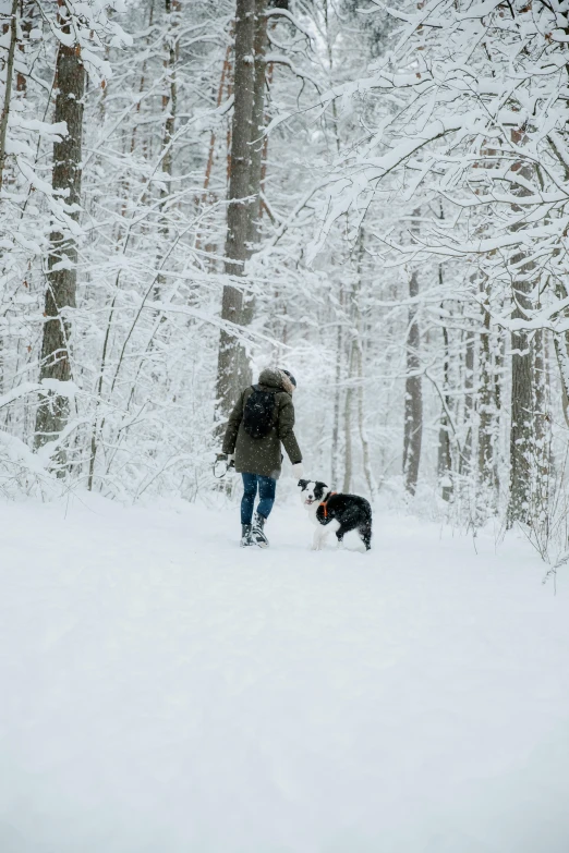 man walking his two dogs in a snowy wooded area