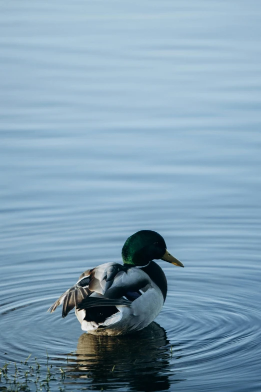 a duck sitting on top of a pond filled with water