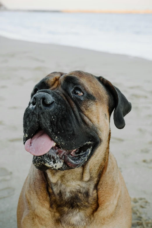 a close up image of a dog on the beach