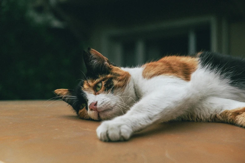 a multi colored cat laying on top of a wooden surface