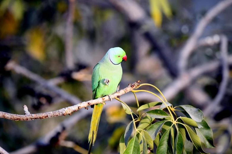 a green parrot sits on a tree nch