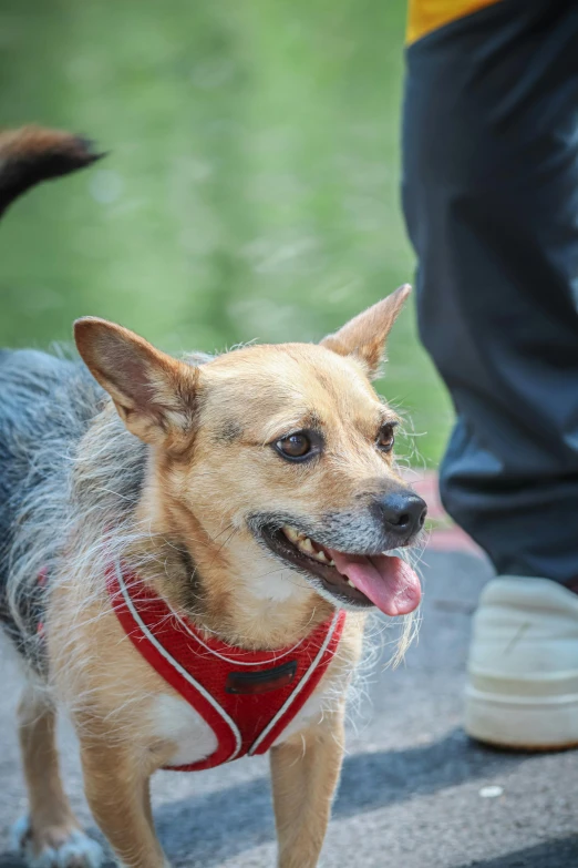 the dog is wearing a harness on his neck