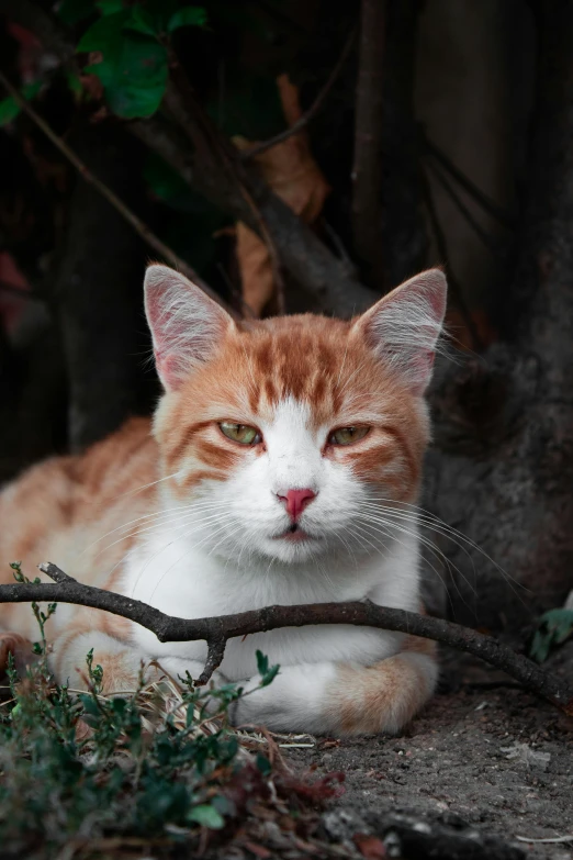 an orange and white cat resting in the shade near some trees