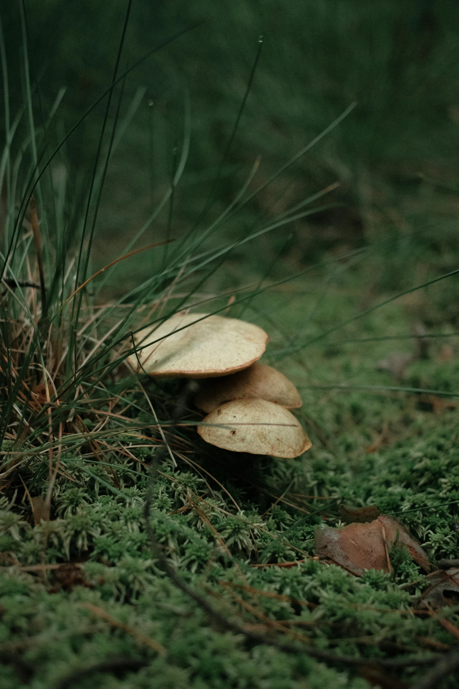 three mushrooms stand in the grass beside some weeds