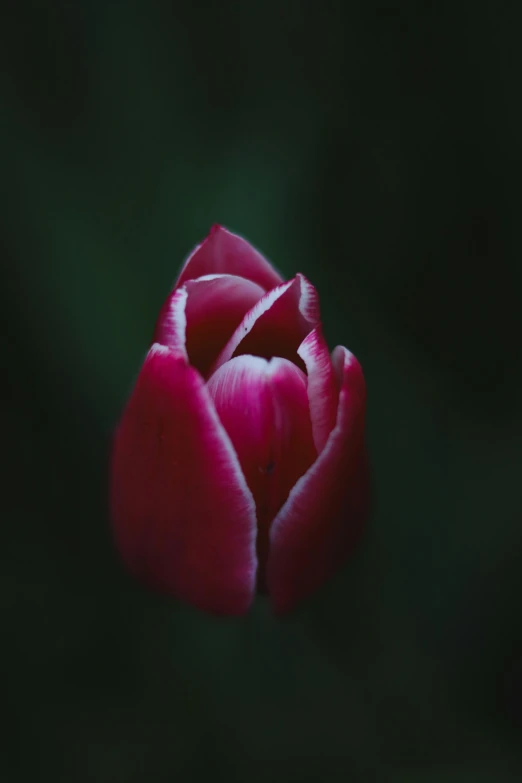 a pink flower with large petals is in the dark