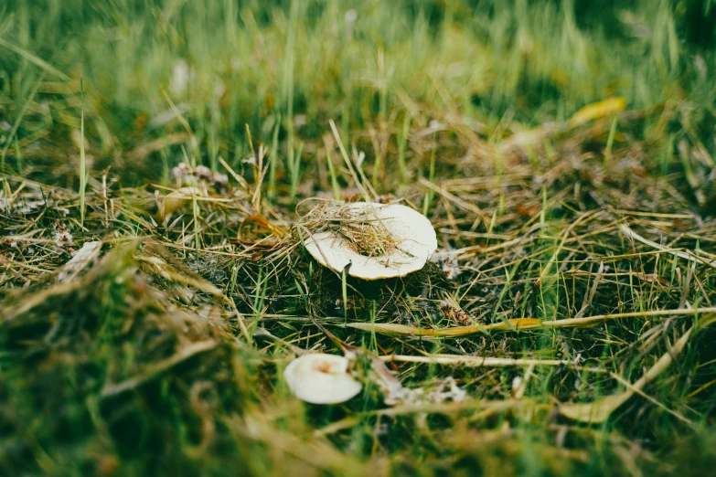 this is an image of some mushroom that has fallen on the ground