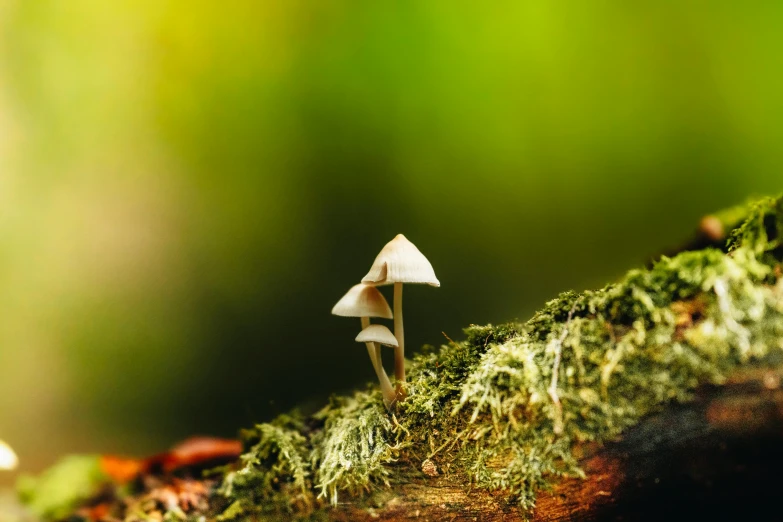 a mossy surface with a small mushroom in the middle of it