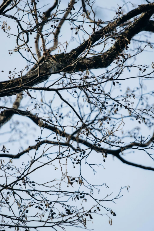 bare trees against the blue sky on a winter day