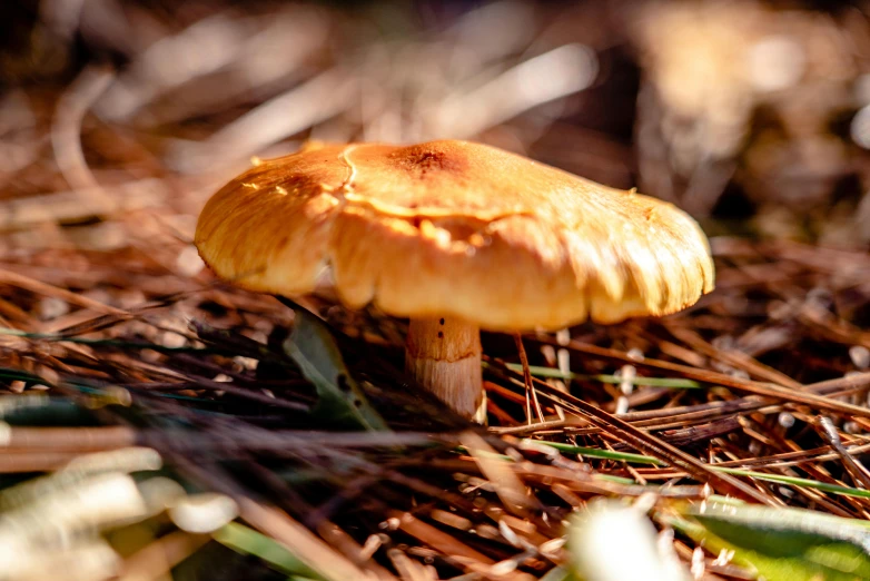 a close up view of some kind of mushroom on the ground