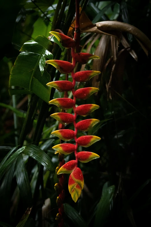 the red and yellow flower is blooming near some vegetation