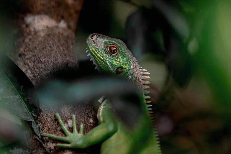 a close up of a lizard on top of a tree