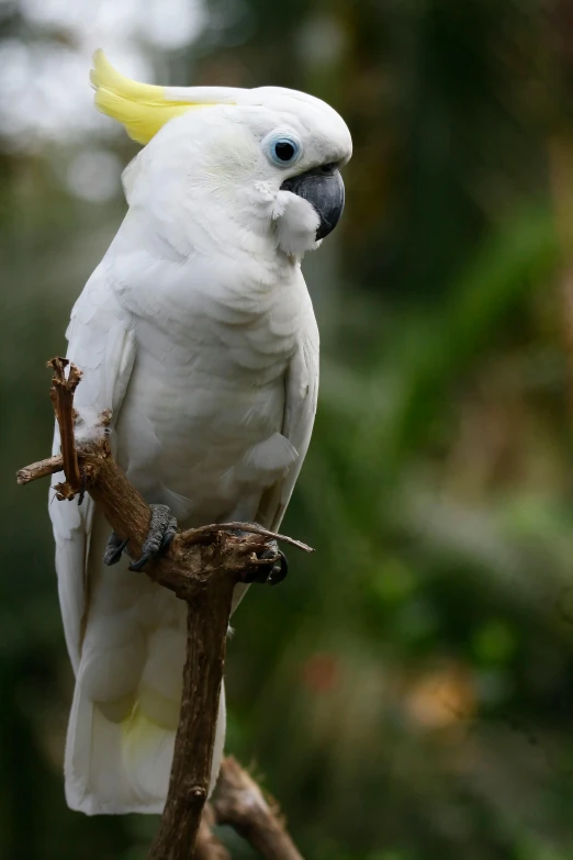 a white bird with yellow on its head perched on a nch