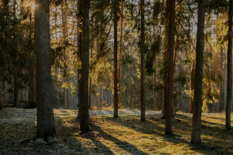 a group of trees stand in the forest