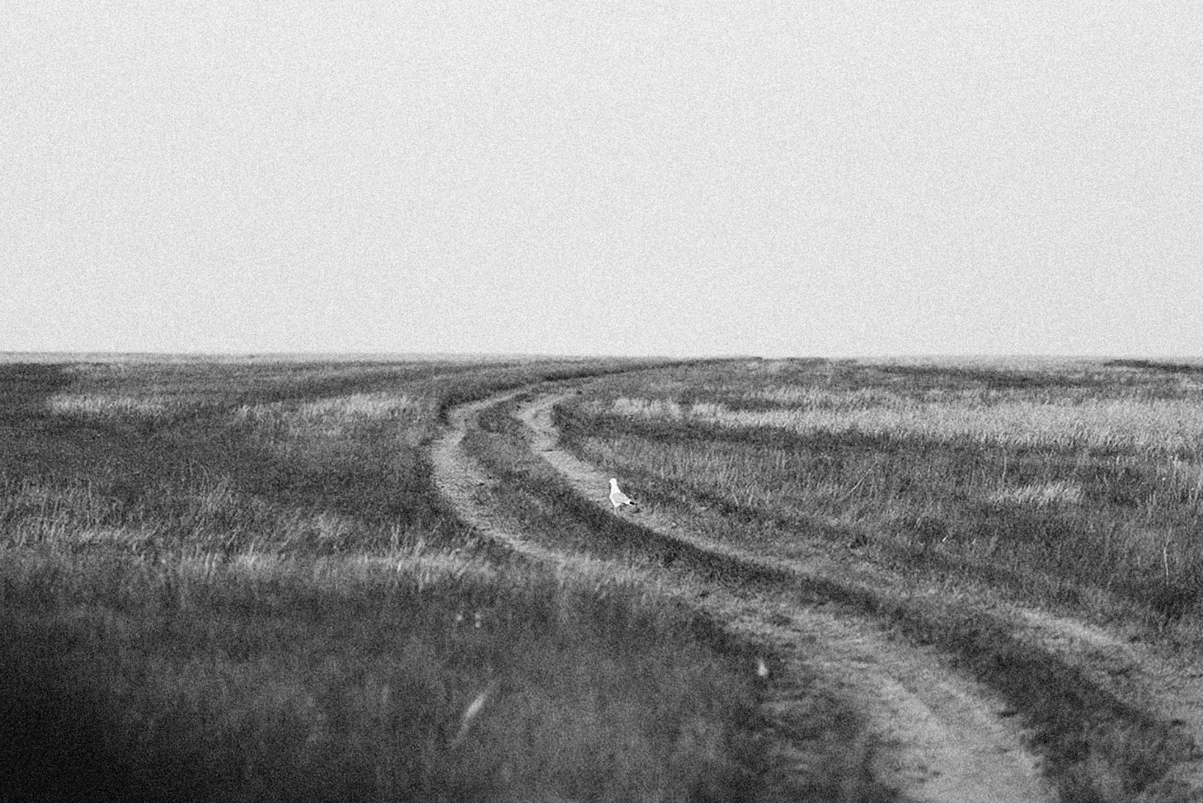 a lone horse walking across a field near the ocean