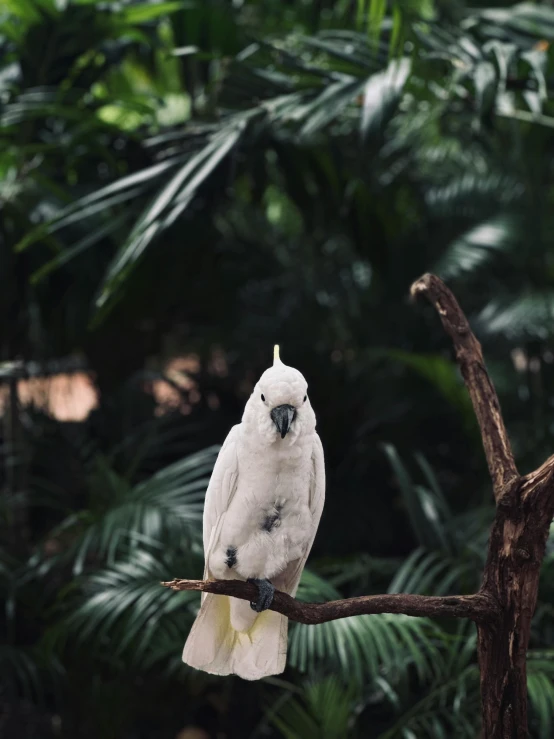 a white bird sits on a nch in front of green trees