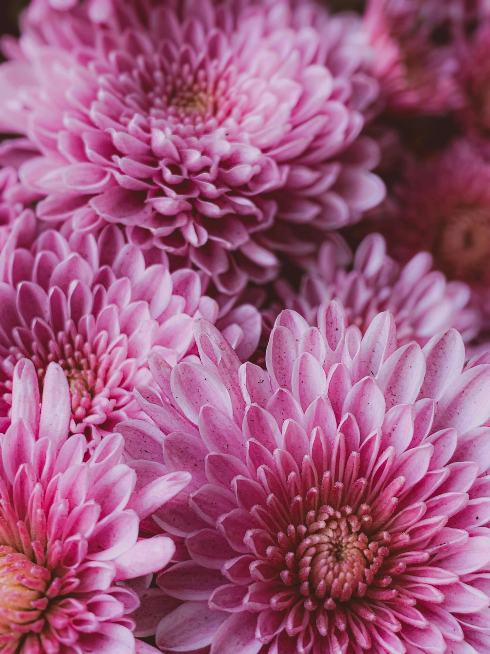 close up of pink flowers in vase with buds