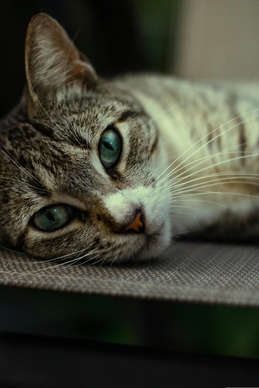 a cat that is laying down on the floor