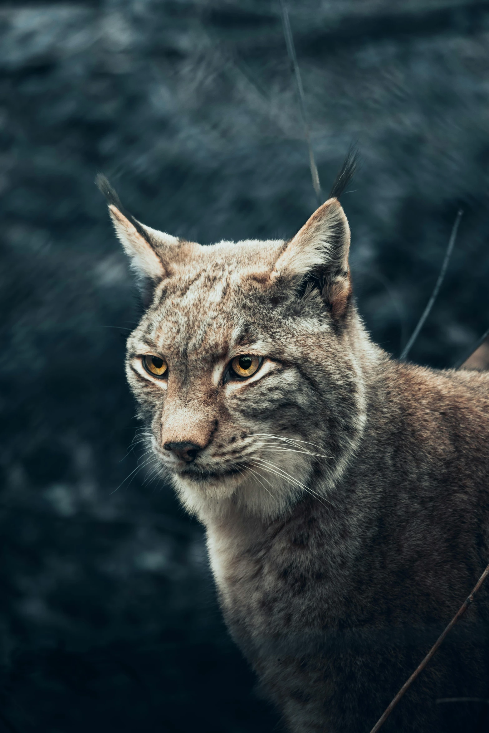 a close up of a wild cat near some grass