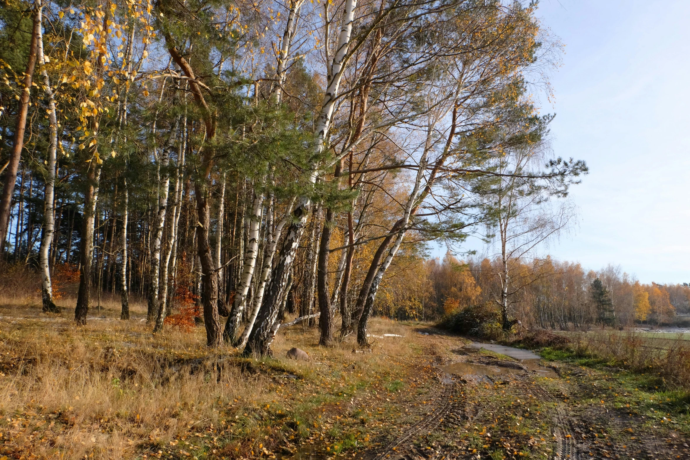 the path in the forest has many yellow trees near by