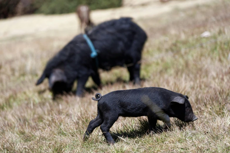 two small black animals walking in a field