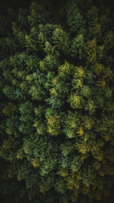 some trees and plants in a very big room