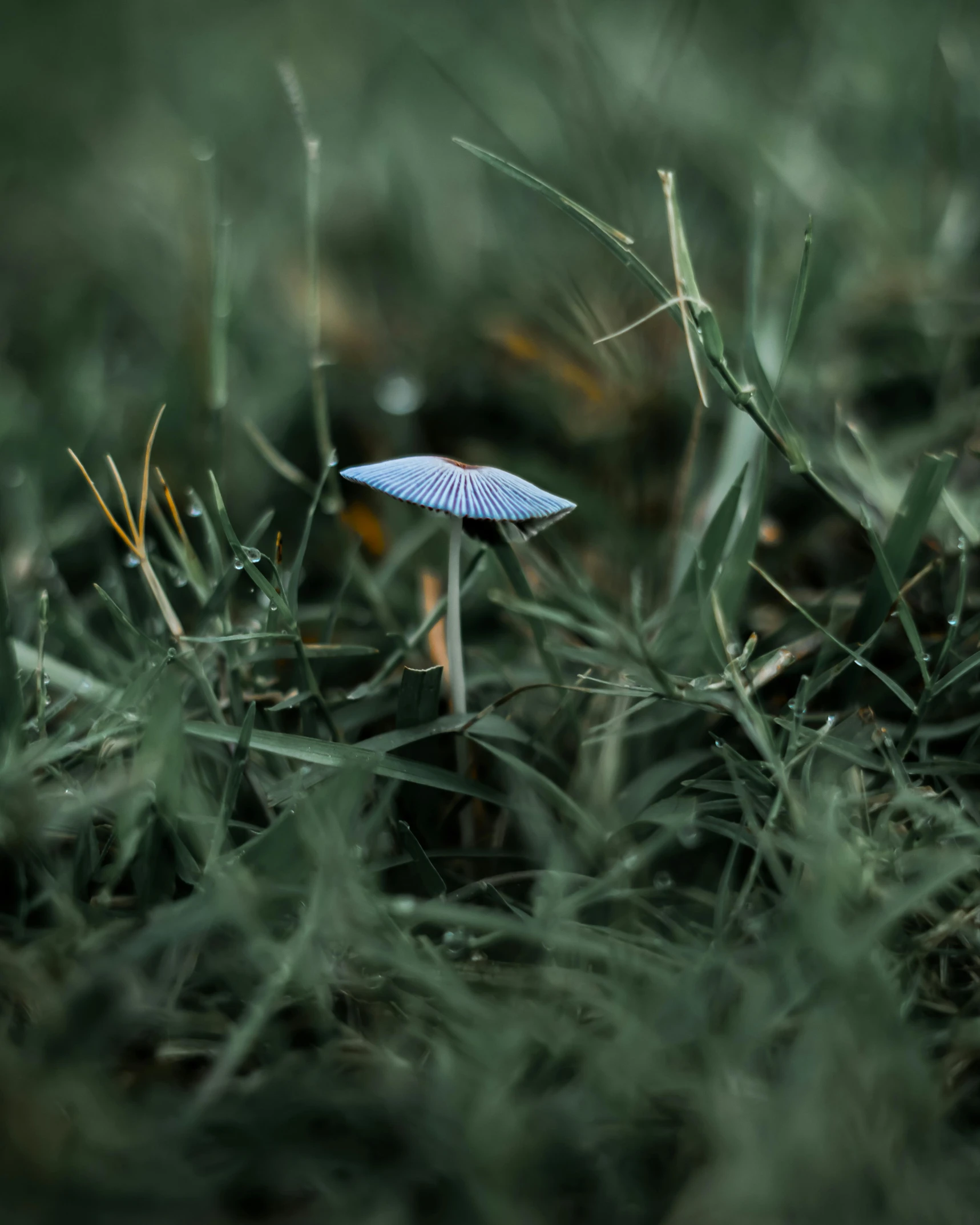 a single blue flower that is sitting in the grass