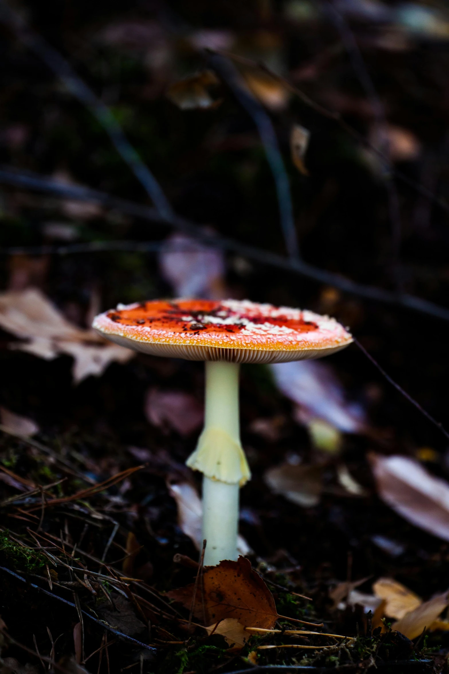 a small yellow and orange mushroom sitting on top of the ground