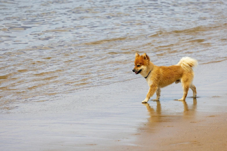a brown dog standing on top of a beach