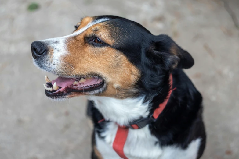 a dog sits looking up in the air