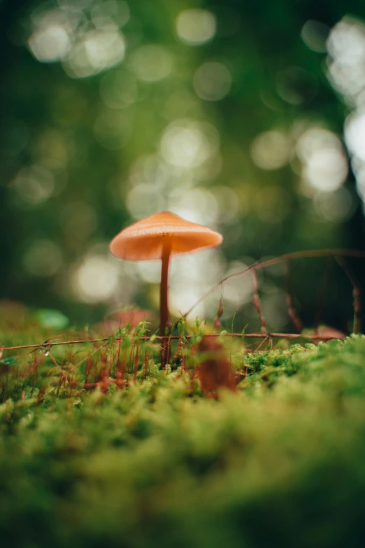 a close up of a mushroom on moss