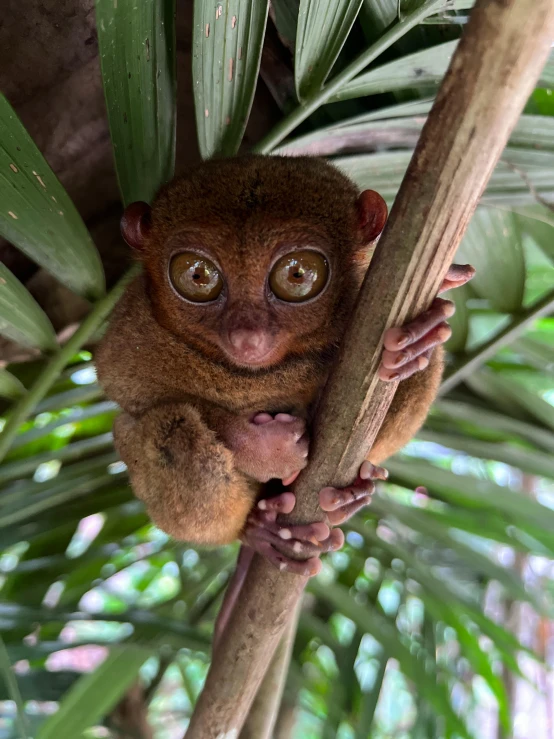 a brown animal is sitting on a tree limb