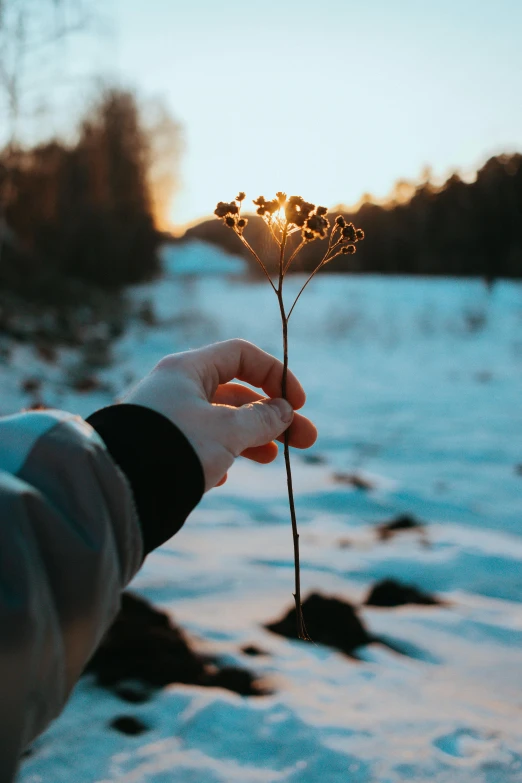 someone holding a weed in their hand while the sun is setting