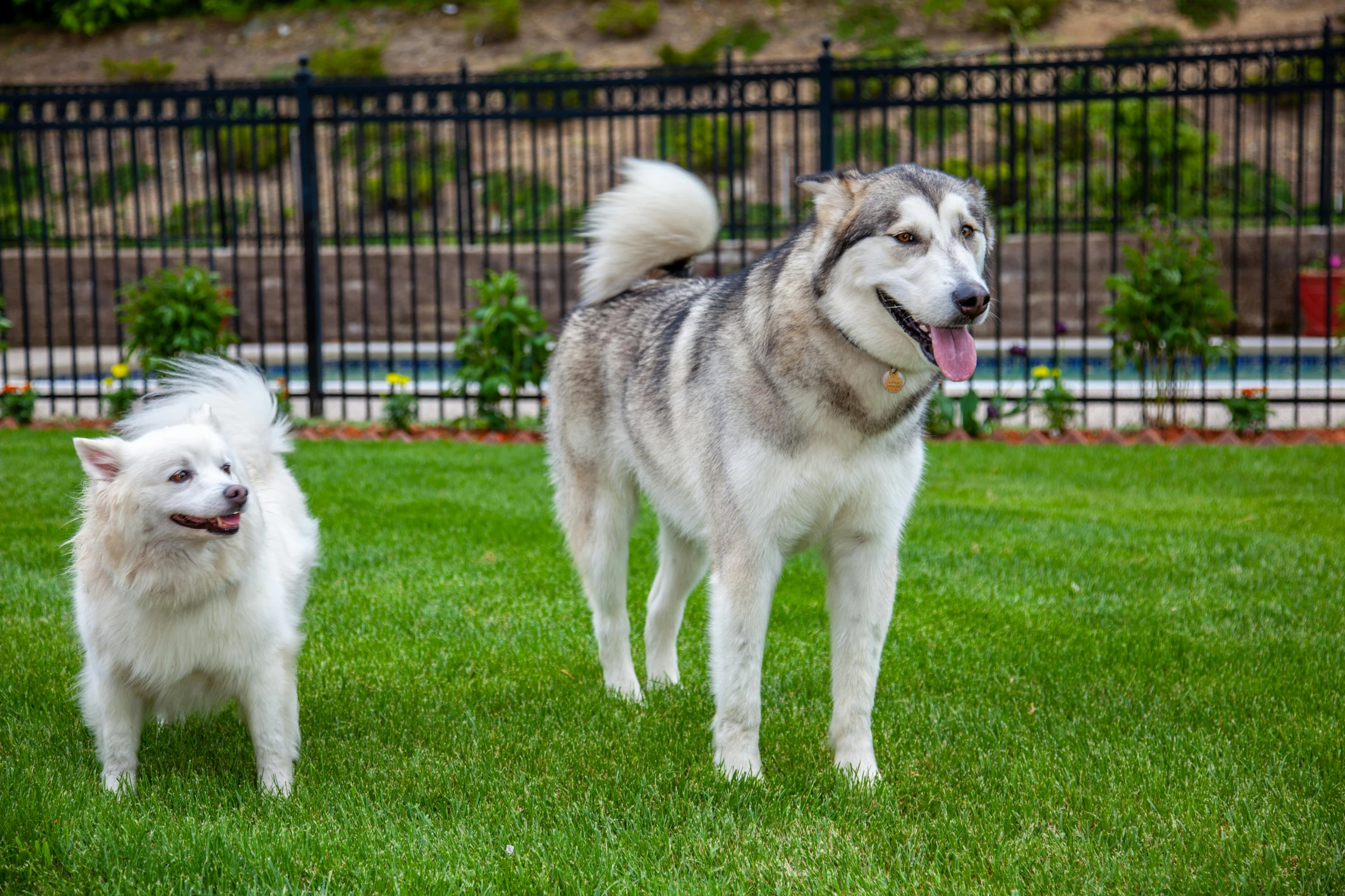 two gy white dogs standing in a green grass yard