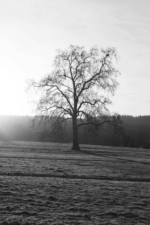 the tree stands alone in the field at sunset