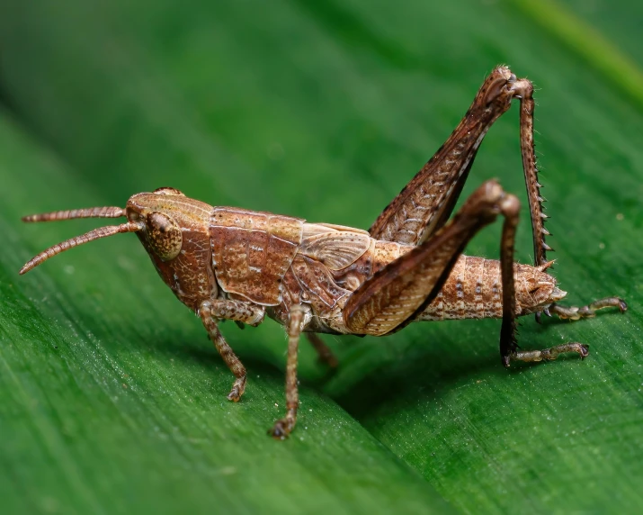 a insect on a leaf with its face in front of it