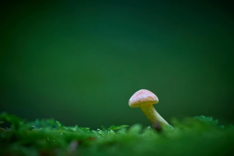 a small mushroom sitting on top of a green moss covered field