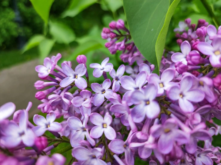 this is a cluster of purple flowers