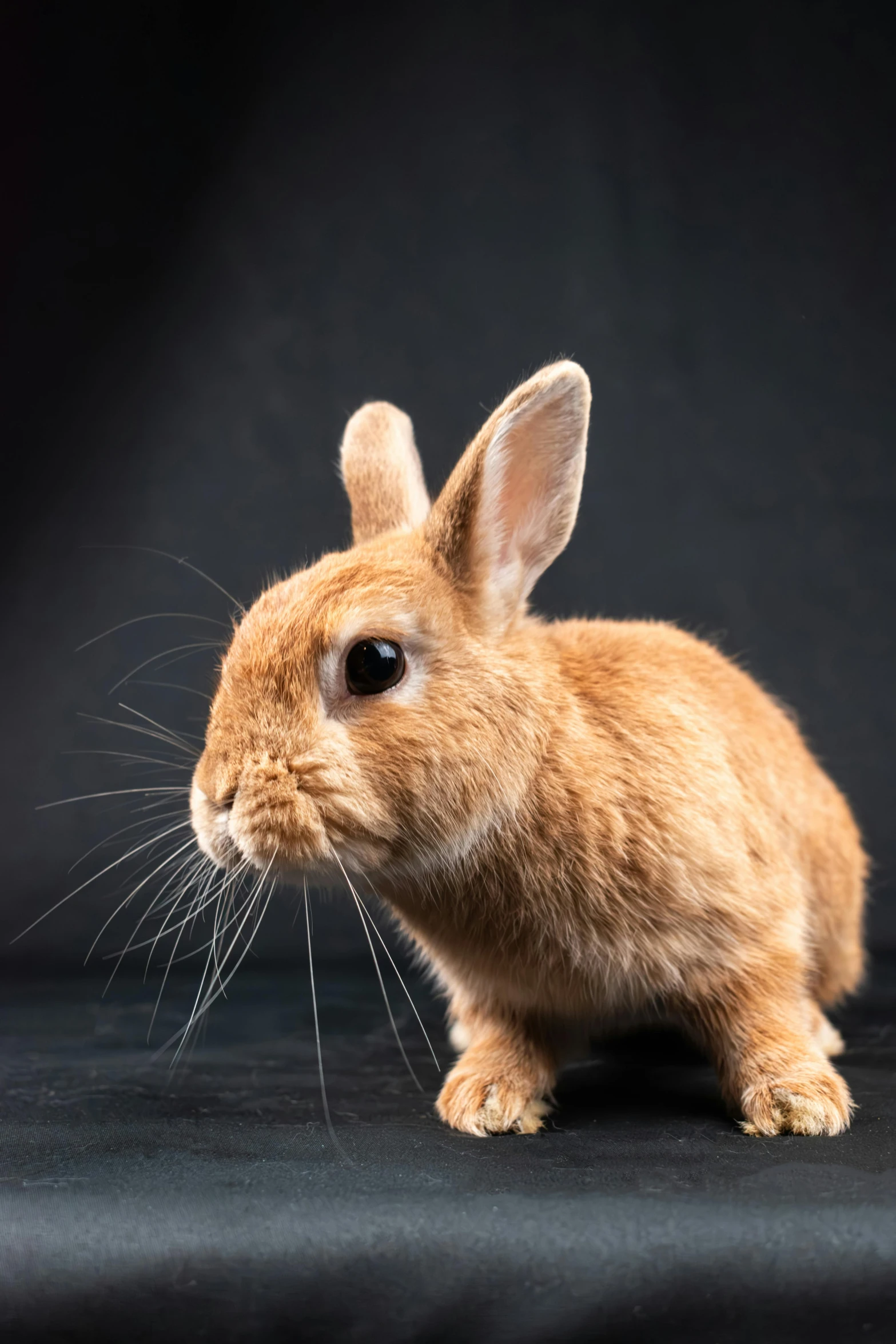 small rabbit posed on black background to reflect off of camera