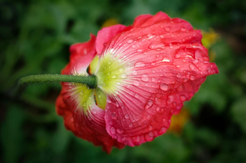 a red flower with water droplets is near green grass