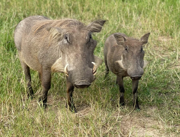 two small warthogs on a grassy plain