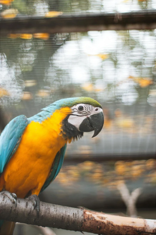 colorful parrot sitting on tree nch in caged area