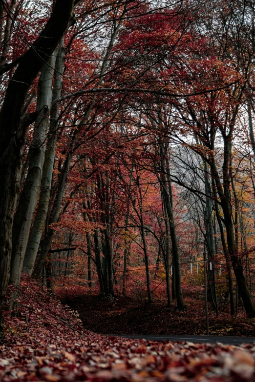 a park bench under red autumn trees in leaves