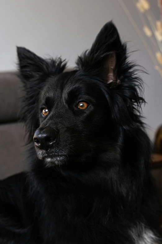 the dog is posing for this picture with his bright yellow eyes