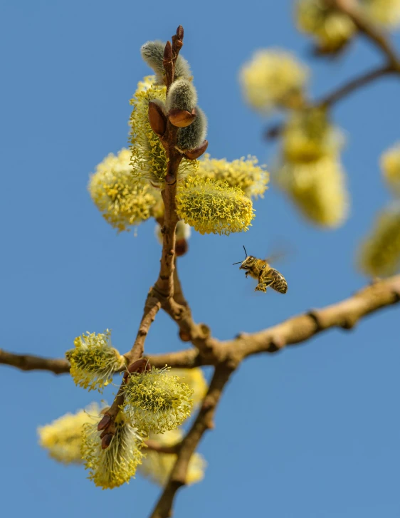 two bees sitting on top of a tree nch