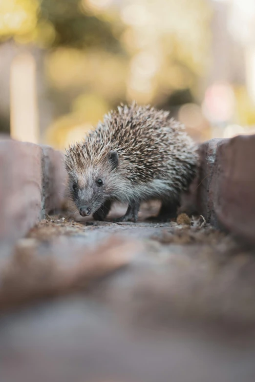 a small animal that is on the side of a road