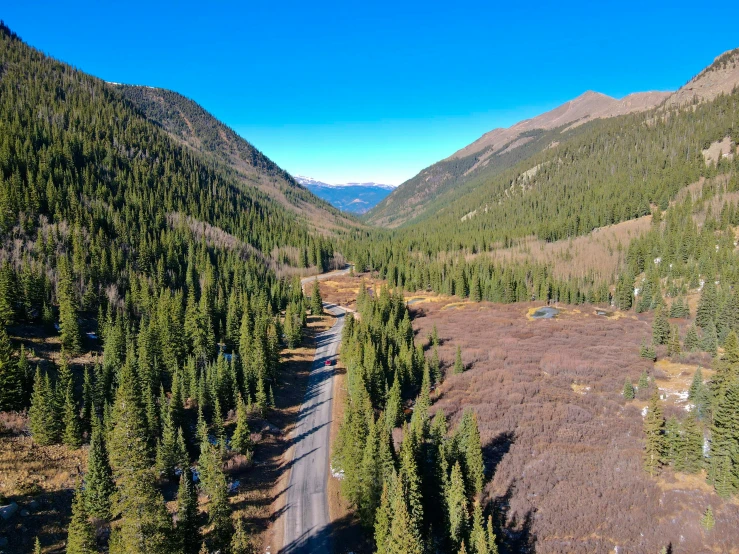 a narrow road in the middle of a beautiful forest