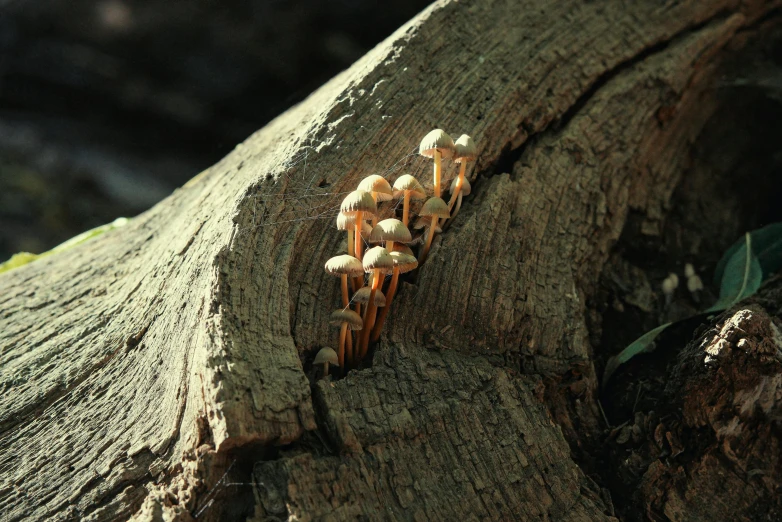 a bunch of mushrooms sitting on top of a tree